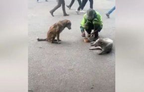بالفيديو.. عامل نظافة يخطف الأنظار بتقاسم طعامه مع كلاب الشوارع

