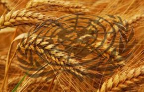 عجز الأمم المتحدة عن تلبية شروط روسيا لتمديد صفقة الحبوب