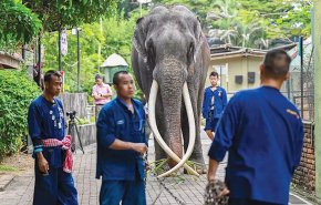 سجال تايلاندي سريلانكي حول مصير الفيل راجا 