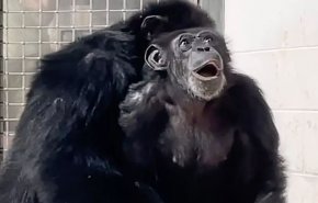 مشهد مؤثر لشمبانزي ترى السماء لأول مرة في سن الـ 28 عامًا