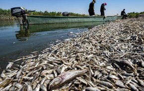 العراق يفتح تحقيقاً لتحديد أسباب نفوق أطنان من الأسماك