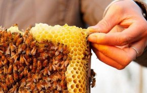 الأردن: إنتاج 19 نوعا من العسل المحلي بنكهات مختلفة