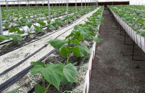 ايران تتجه نحو انتاج البذور الزراعية الهجينة على نطاق واسع