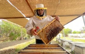 النحل يعاند الجفاف لإنتاج العسل في محافظة بابل العراقية