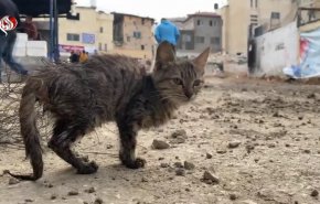 قطة تنجو بإعجوبة من القصف الإسرائيلي على مخيم نور الشمس +فيديو