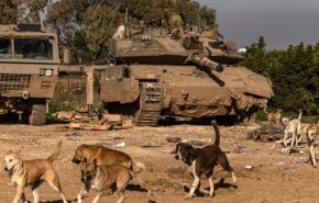 مفتي عُمان يعلق على هجوم الكلاب بغزة على جيش الاحتلال