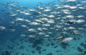 العلماء يكتشفون معادن منتجة للأوكسجين في قاع المحيط الهادئ