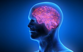 تعرف على آلية جينية مدهشة تفسر تعقيد الدماغ البشري