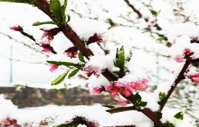 شاهد بالصور.. ظاهرة نادرة في العراق