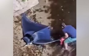 شاهد... العثور على سمكة 