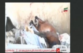 نفوق نحو 50 حصانا بقصف صاروخي صهيوني على محافظة كرمانشاه!