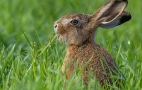 أرنب يتسبب في إلغاء هبوط طائرة بمطار «صبيحة» في إسطنبول