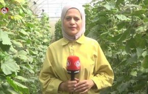 سلاح رژیم صهیونیستی برای نابودی کشاورزی فلسطینیان! + فیلم