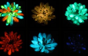 شاهد..من عالم الأفلام إلى الواقع: نباتات تتوهج في الظلام!