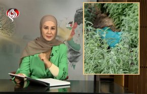 المريمية.. عمرها من عمر فلسطين