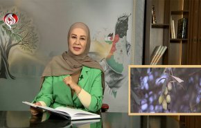 شجرة الزيتون.. أيقونة الصمود الفلسطيني