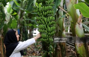 العالم ينبهر بالعملاق الأخضر في إيران: أضخم دفيئة استوائية بالمنطقة!