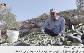 کرانه باختری میدان جنگ شهرک نشینان صهیونیست علیه باغات فلسطینیان+ ویدیو