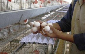 هندسة التجويع.. لماذا يمنع الاحتلال إدخال 'بيض المائدة' إلى غزة؟