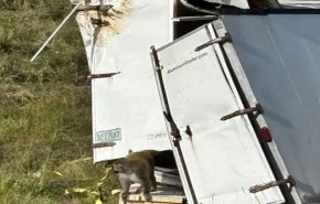 هروب قرود مختبرات يثير حالة طوارئ صحية في أمريكا