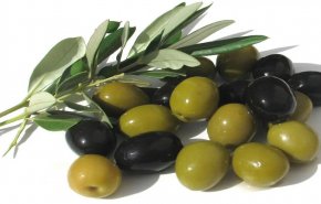 إكتشاف مركب طبيعي في الزيتون يحمي من أمراض خطيرة؟!