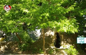 الشجرة المعمرة في دُوشَنغان: صرح طبيعي عمره ٧٥٠ عاماً