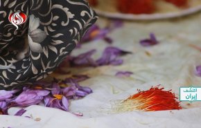 الزعفران؛ ذهب ايران الأحمر