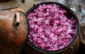 ثبت جشنواره گلاب‌گیری بانه در تقویم ملی کشور
