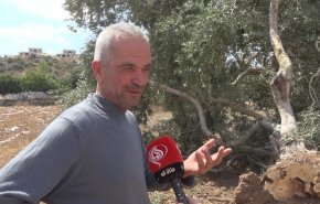  ۷۸ سال مقاومت فلسطینیان برای زمین و زیتون؛ اشغالگران درختان را پیش از برداشت محصول ریشه‌کن می‌کنند