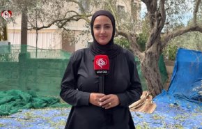 جنوب لبنان يتحدّى القصف الإسرائيلي ويستعيد موسم الزيتون بالصمود