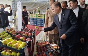 چراغ سبز وزارت جهاد برای صادرات یک میلیون تن سیب در سال جاری