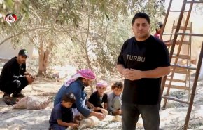 موسم الزيتون في غزة.. أشجار دمرتها الحرب وذاكرة متجذرة في الأرض