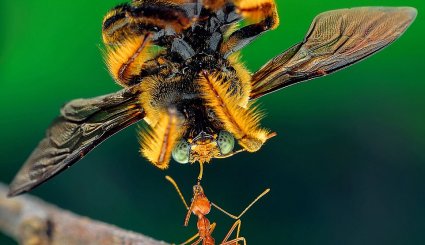 مورچه پُر زورتر از انسان است + تصاویر