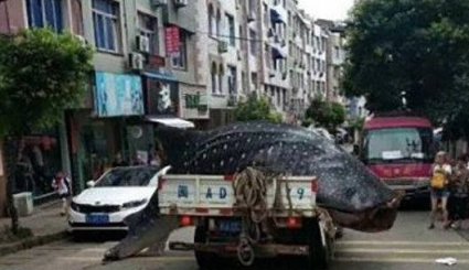 تصاوير؛ فروش کوسه نهنگ غول‌پیکر در بازار ماهی‌فروشان چین
