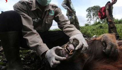 علت عجیب مرگ اورانگوتان‌ها! + تصاویر