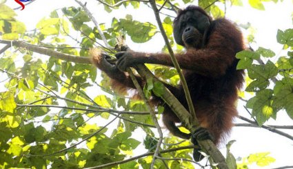 علت عجیب مرگ اورانگوتان‌ها! + تصاویر