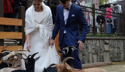 جشن ازدواج در باغ وحش