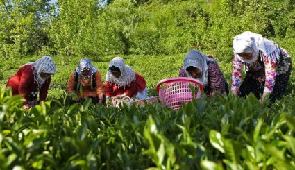 حقول الشای فی مدينة لاهيجان شمالي البلاد