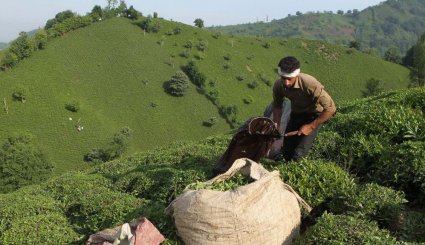 حقول الشای فی مدينة لاهيجان شمالي البلاد