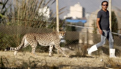 «کوشکی»و«دلبر»دو یوزپلنگ ایرانی در پارک پردیسان