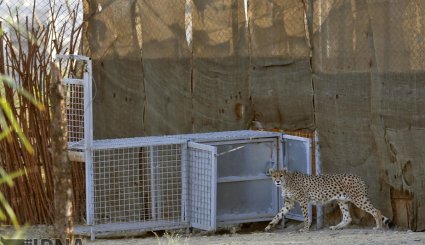 «کوشکی»و«دلبر»دو یوزپلنگ ایرانی در پارک پردیسان