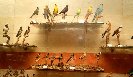 المتحف العلمي للطيور والفراشات والحيوانات في لبنان