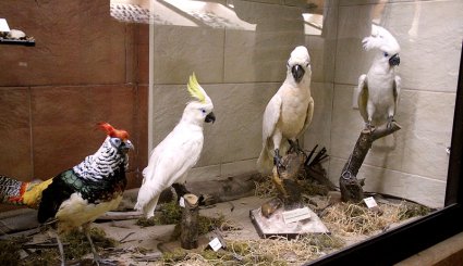 المتحف العلمي للطيور والفراشات والحيوانات في لبنان
