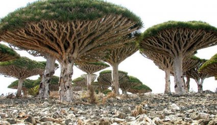 جزر السقطري، اليمن