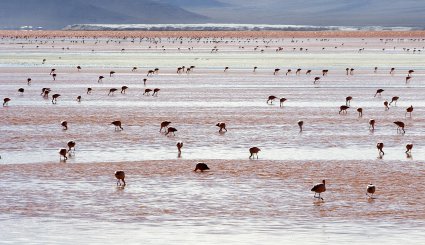 بحيرة اللاجون الأحمر في بوليفيا على مقربة من حدود تشيلي