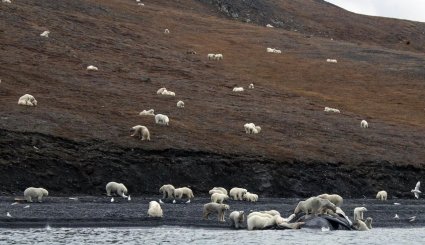 حمله ۲۳۰ خرس‌ قطبی به لاشه یک نهنگ غول‌پیکر