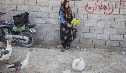 السوق المحلي لبيع الطيور و الدواجن في مدينة زابل في ايران 