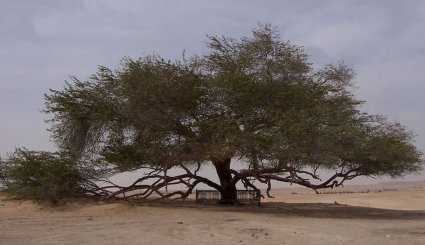 شجرة الحياة في البحرين عمرها يناهز 400 عام 