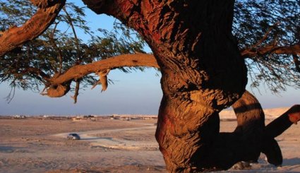 شجرة الحياة في البحرين عمرها يناهز 400 عام 