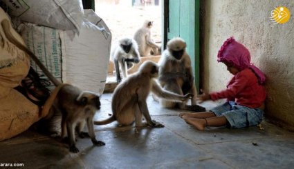 دوستی پر سود پسر بچه هندی با میمون‌ها!